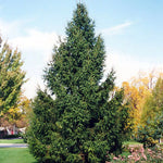 Norway Spruce