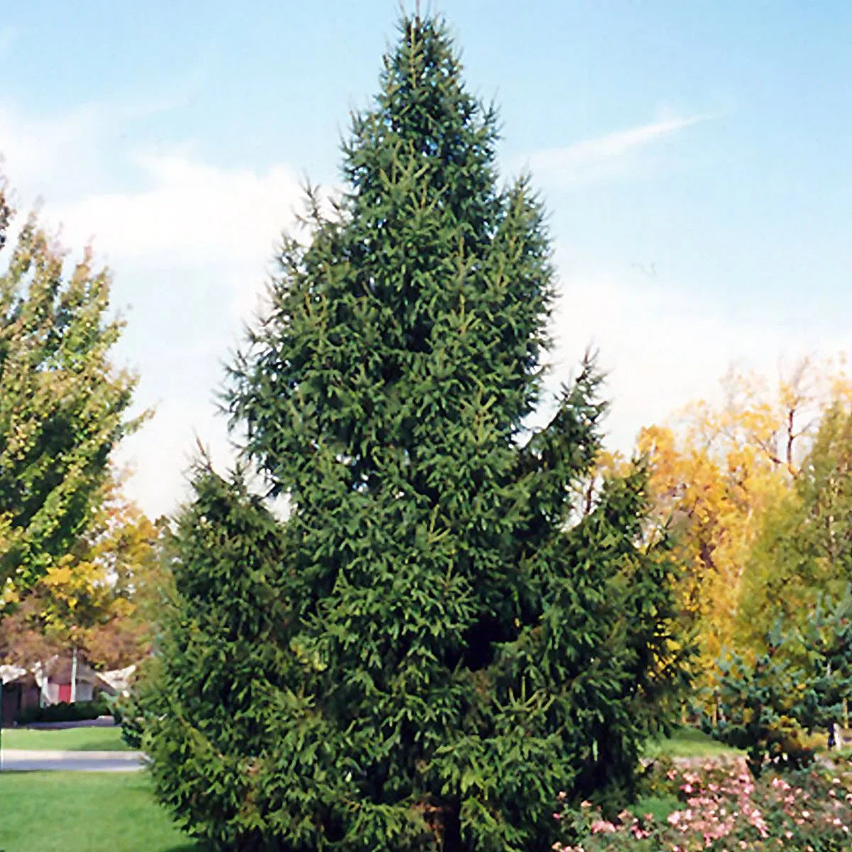 Norway Spruce