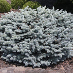 Dwarf Globe Blue Spruce