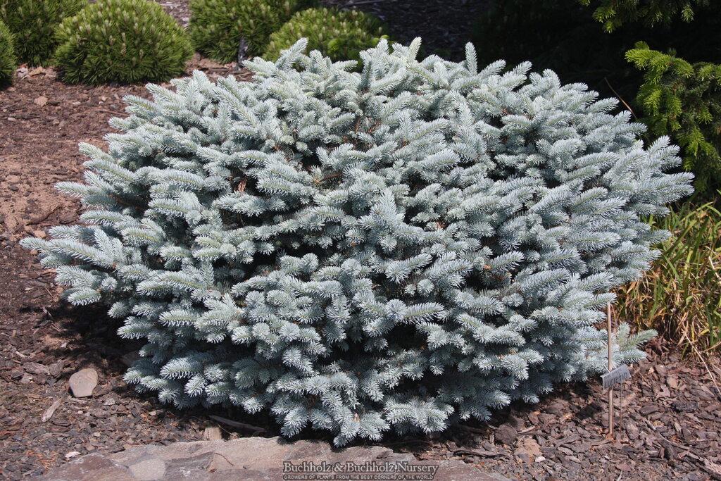 Dwarf Globe Blue Spruce