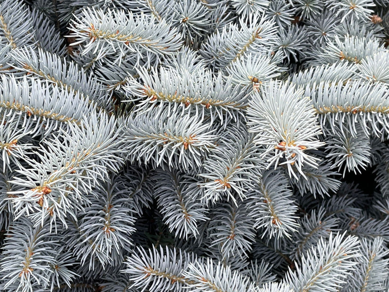 Dwarf Globe Blue Spruce