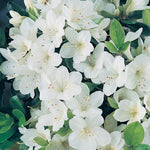 Pleasant White