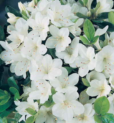 Pleasant White