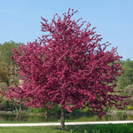 Profusion Crabapple