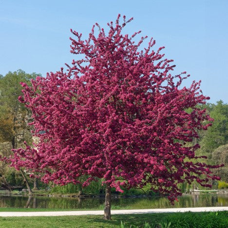 Profusion Crabapple