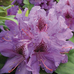 Purpureum Elegans