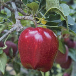 Red Delicious