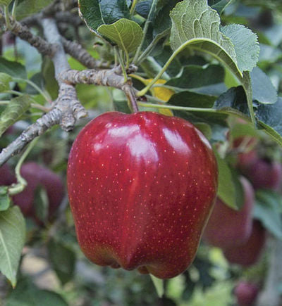 Red Delicious