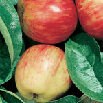 Red Gravenstein