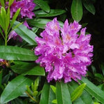 Rosebay Pink