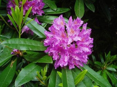 Rosebay Pink