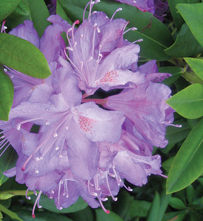 Roseum Elegans