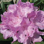 Roseum Pink