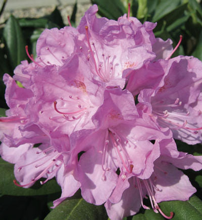 Roseum Pink