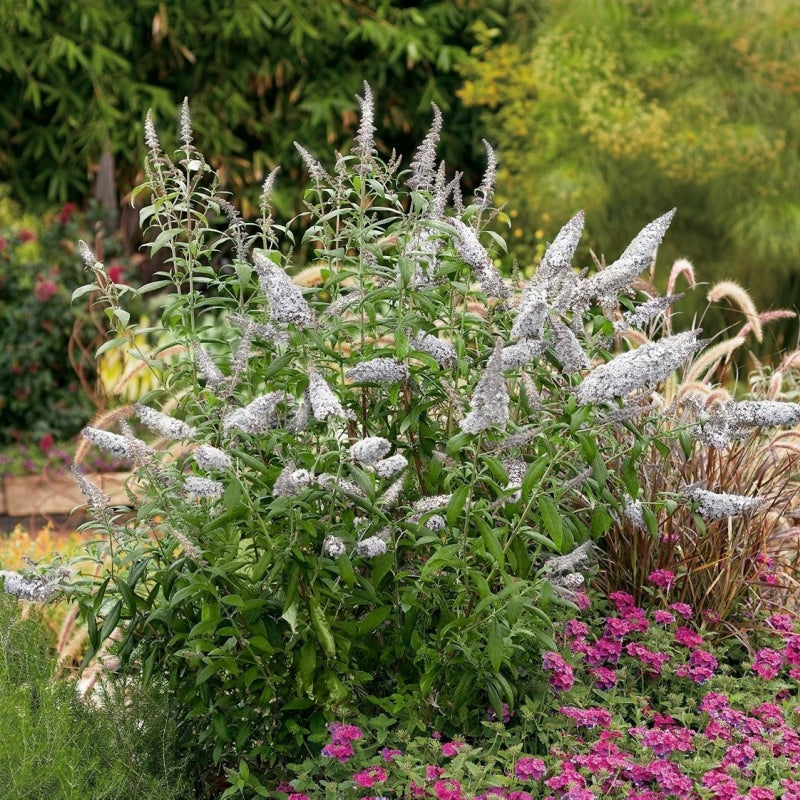 White Profusion