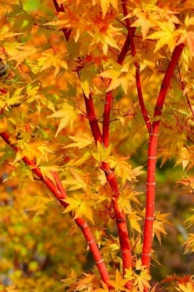 Sango Kaku (Coral Bark)