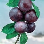 Satsuma