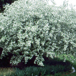 Snowdrift
