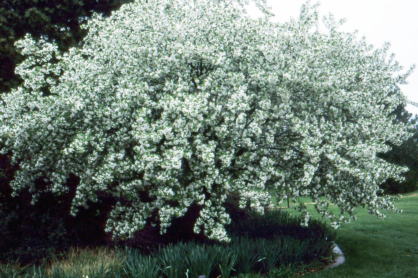 Snowdrift