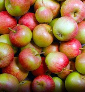 Winesap