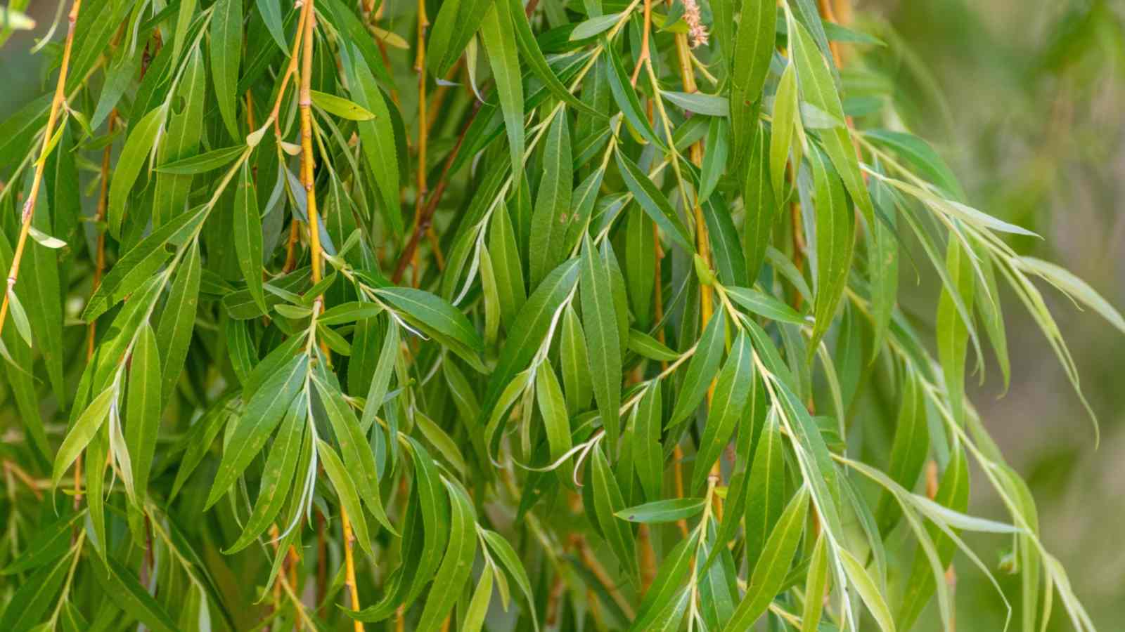 Weeping Willow