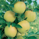 Yellow Delicious