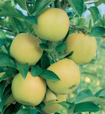 Yellow Delicious
