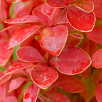 Sunjoy Orange Pillar