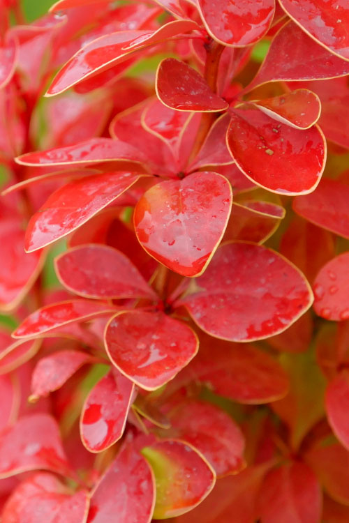 Sunjoy Orange Pillar