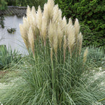 Dwarf Pampas Grass