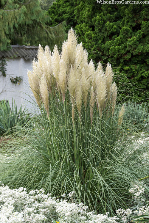 Dwarf Pampas Grass