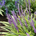 Variegata