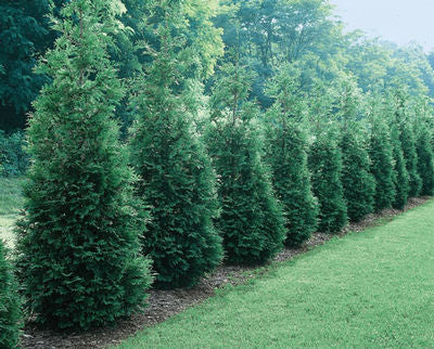 Thuja Green Giant