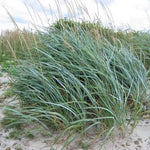 Blue Lyme Grass