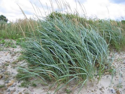 Blue Lyme Grass