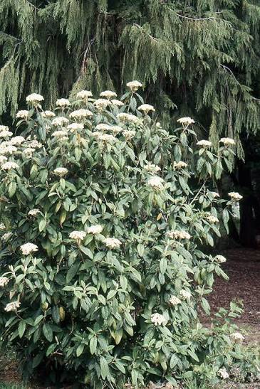 Leatherleaf