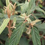 Leatherleaf