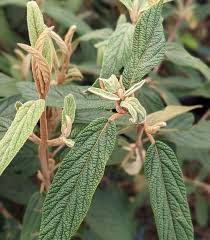 Leatherleaf