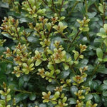Compacta Inkberry