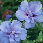 Blue Chiffon®