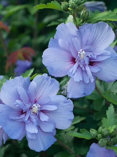 Blue Chiffon®