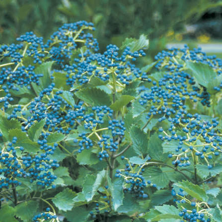 Blue Muffin® Arrowwood