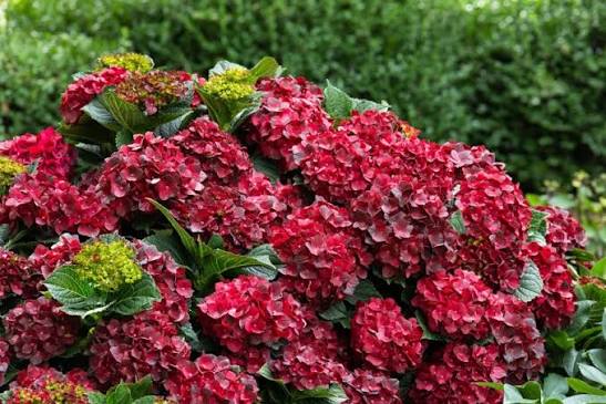 Flame Pro Cerise