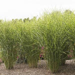 Porcupine Grass