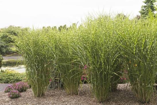 Porcupine Grass