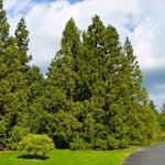 Yoshino