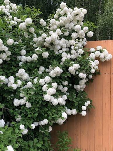 European Snowball