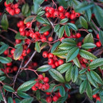Willowleaf
