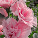 Pink Chiffon®