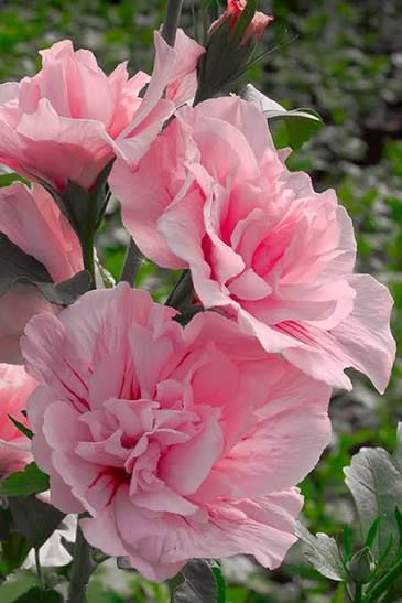 Pink Chiffon®